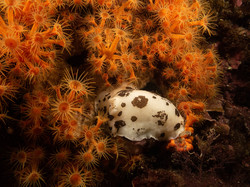 Diaporama