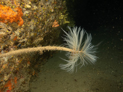 Diaporama