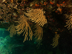 Diaporama
