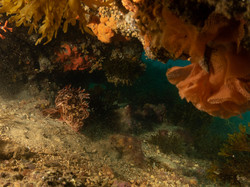 Diaporama