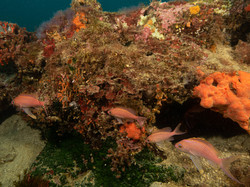 Diaporama