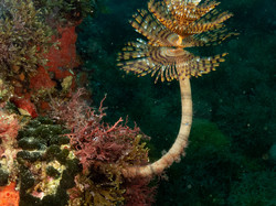 Diaporama