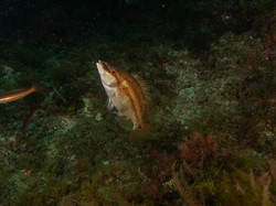 Diaporama