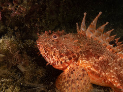 Diaporama