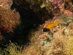 Diaporama