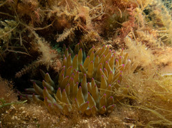 Diaporama
