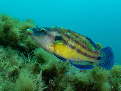Diaporama